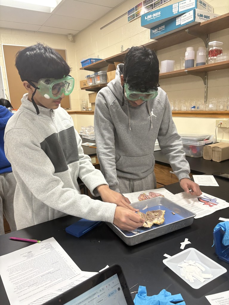 Biomedical Innovations Students Dissect Sheep Hearts