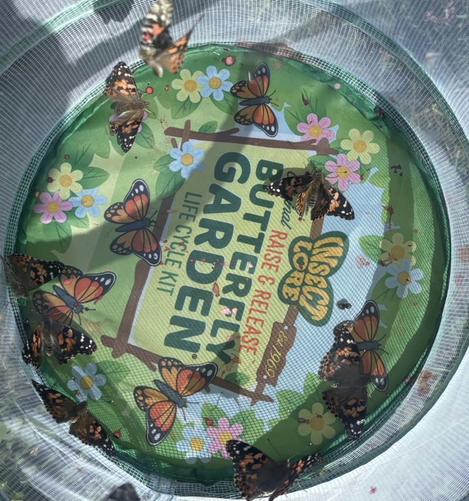 Multiple butterflies fly around inside a net butterfly house before being released.