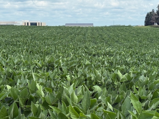 beans2