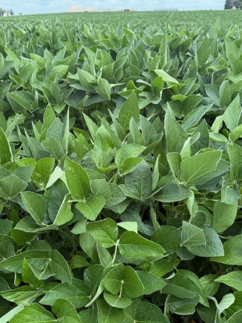 beans