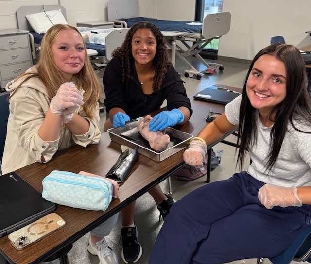 Dissect Pigs