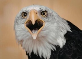 eagle