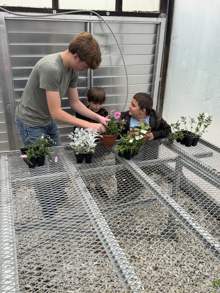 Kindergarten planting with Mrs Burrow’s class