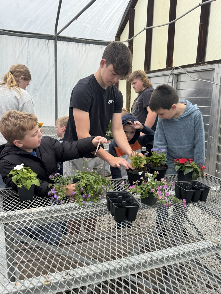 Kindergarten planting with Mrs Burrow’s class