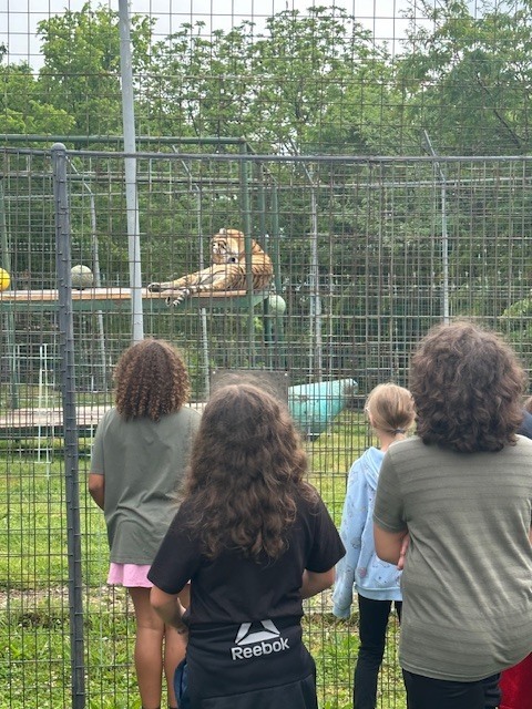 students looking at a tiger
