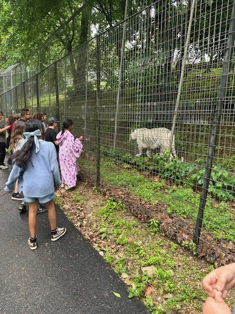 group of students looking at a tiger