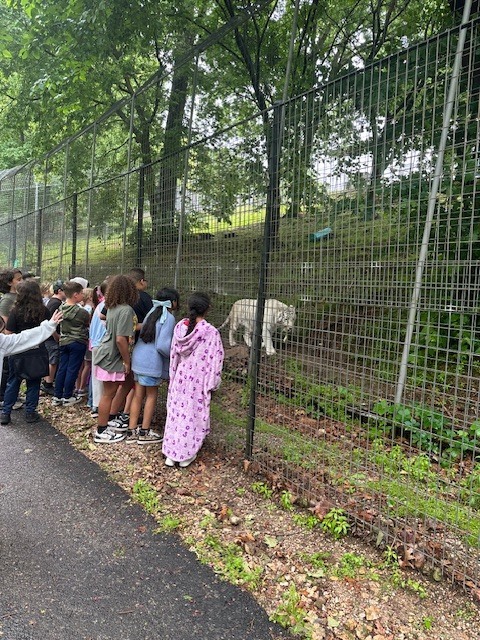 group of students looking at a tiger