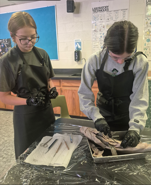 students dissecting a shark