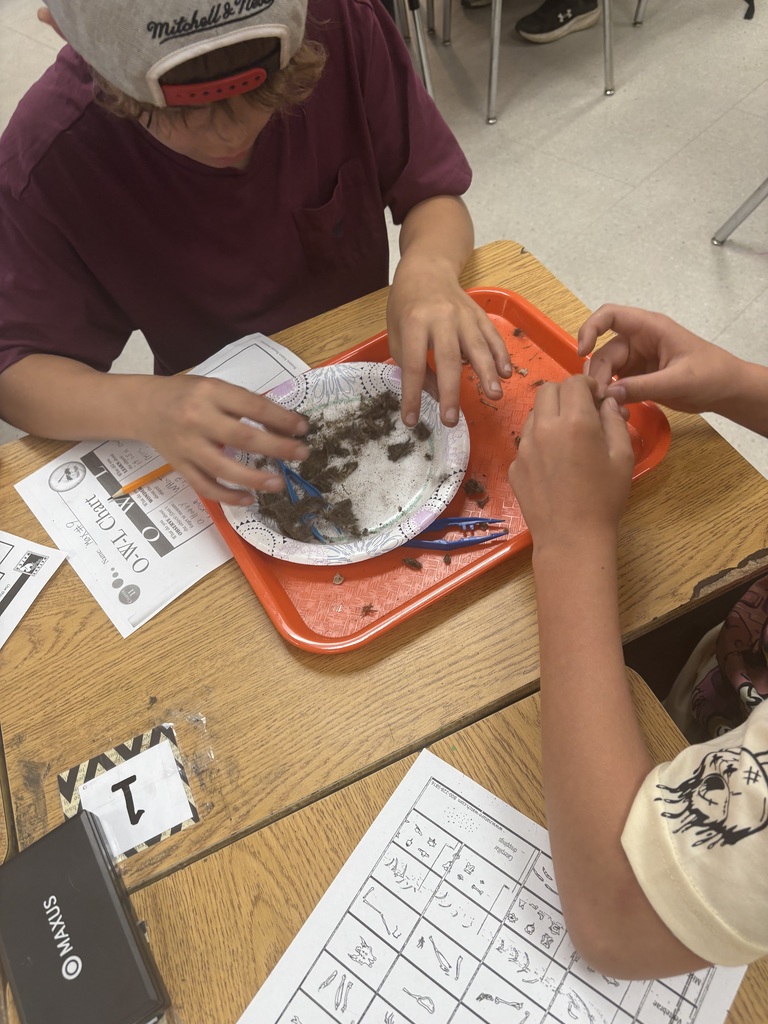 students dissecting owl pellet