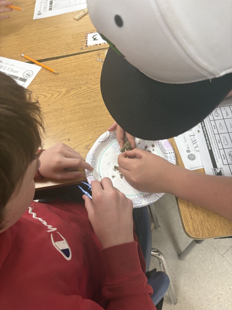 students dissecting owl pellet