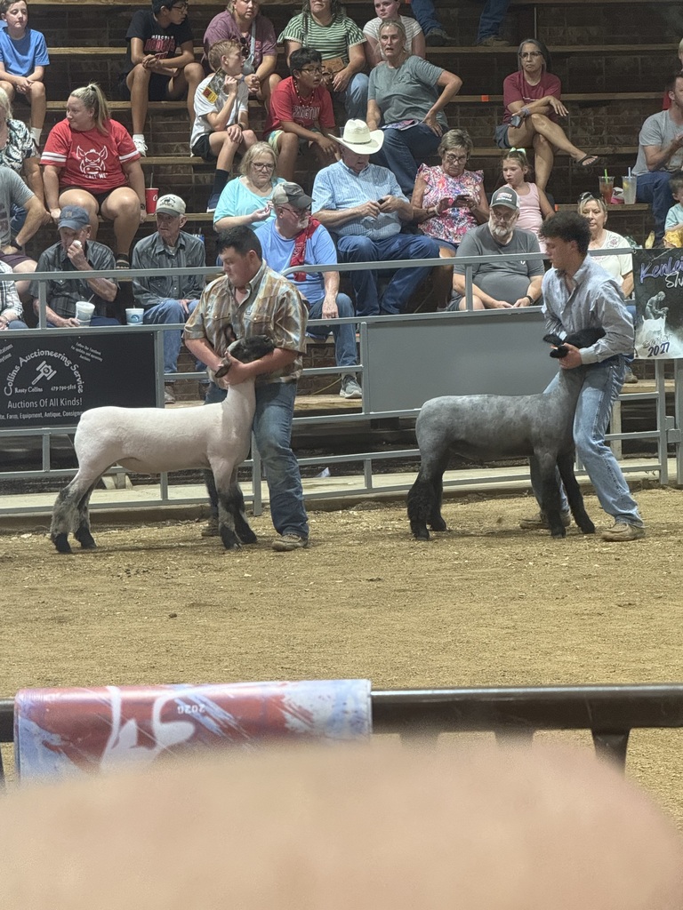 sheep and showmen