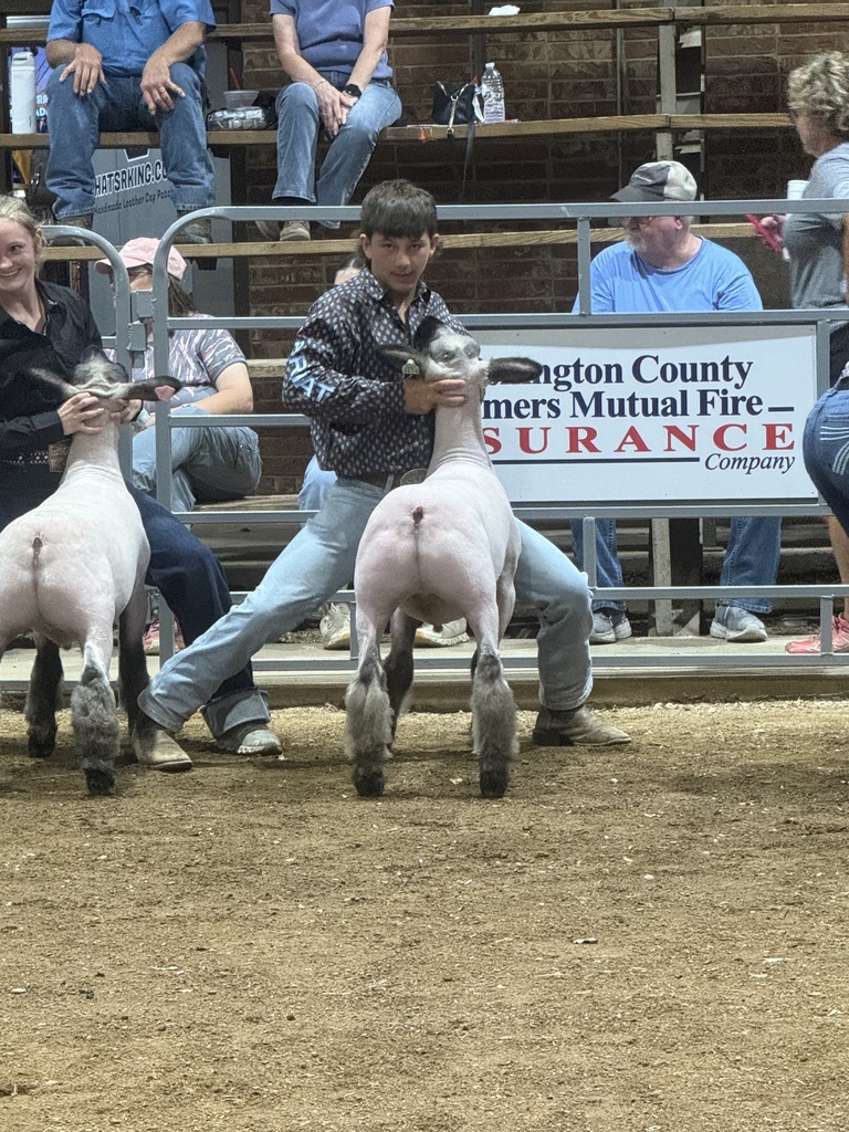 sheep and showmen