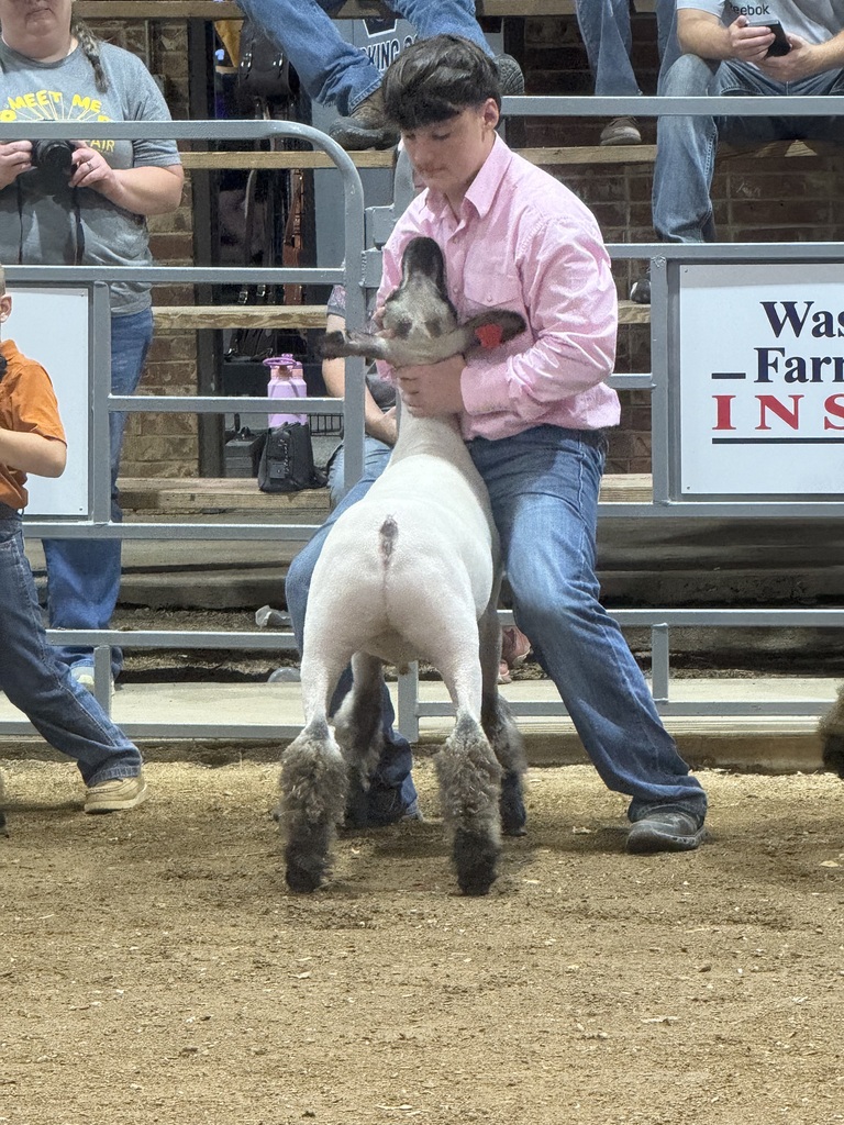 sheep and showmen