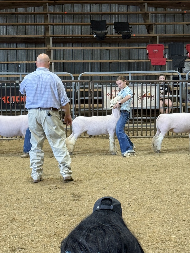 sheep and showmen