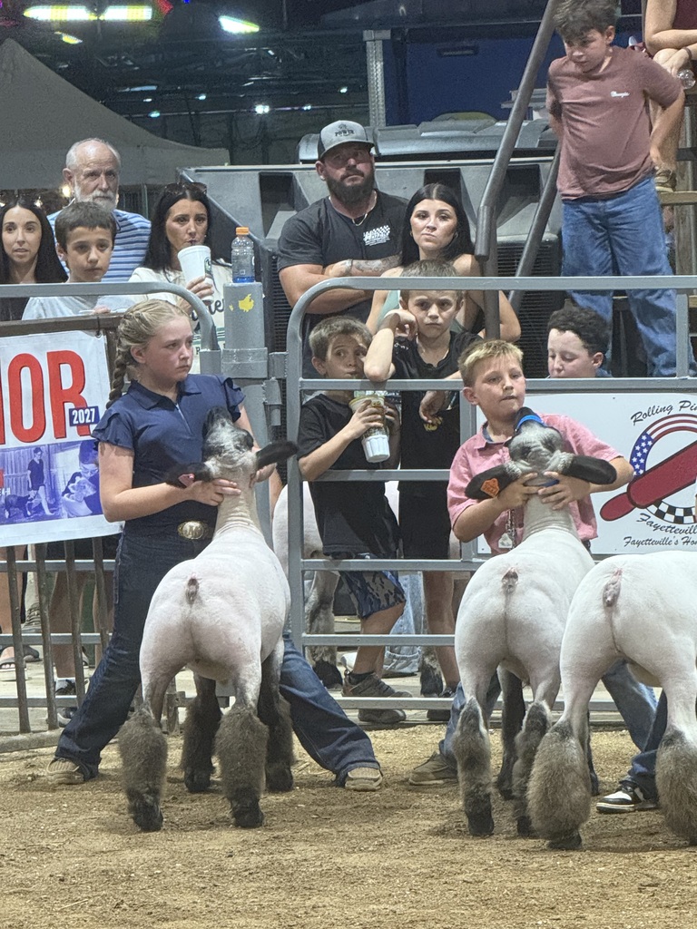 sheep and showmen