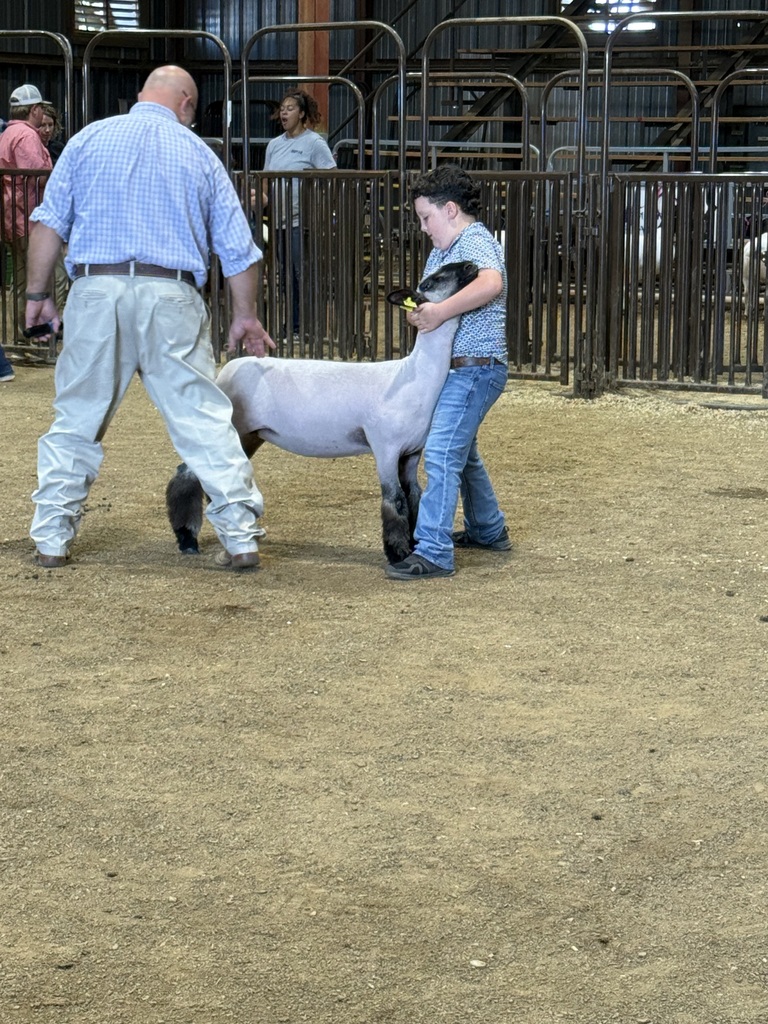 sheep and showmen