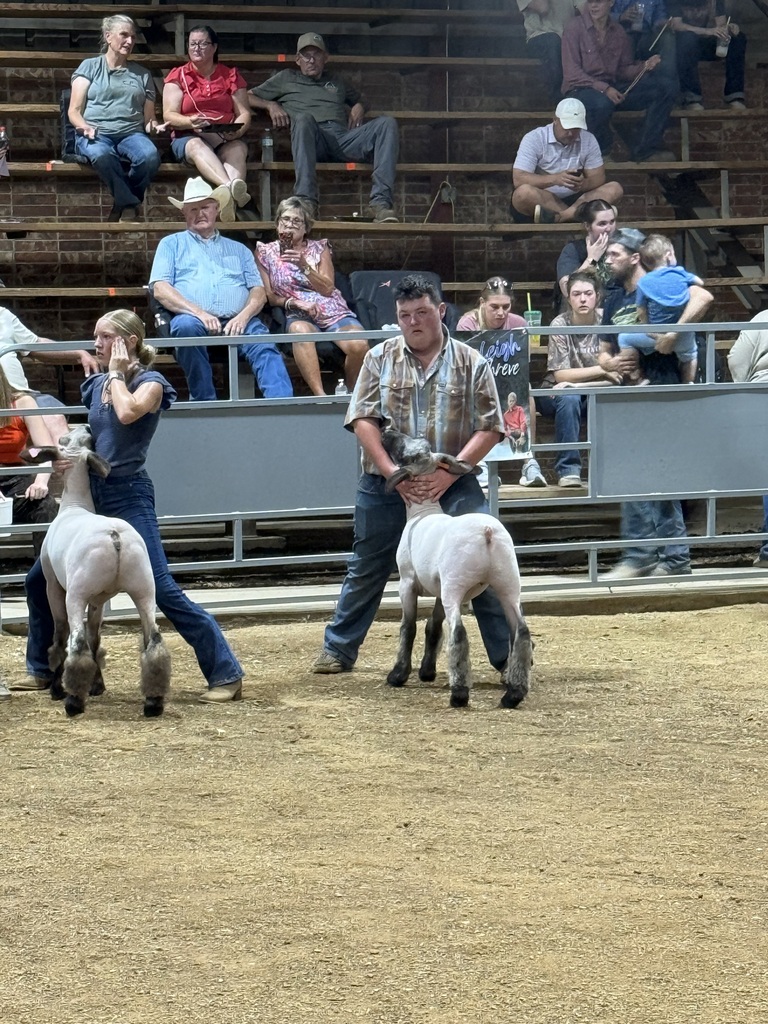 sheep and showmen