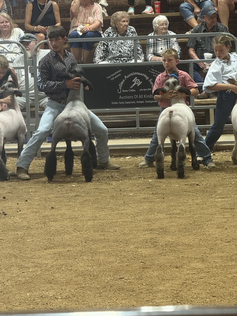 sheep and showmen