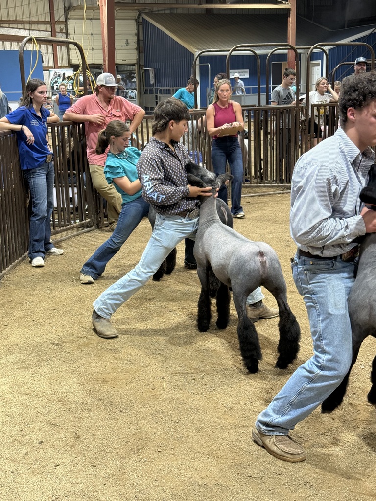 sheep and showmen