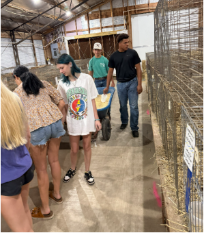 Washington COunty Fair