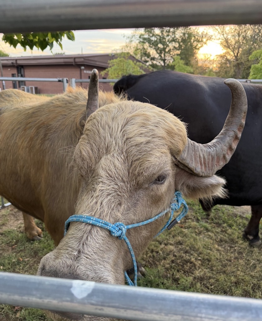 Cow