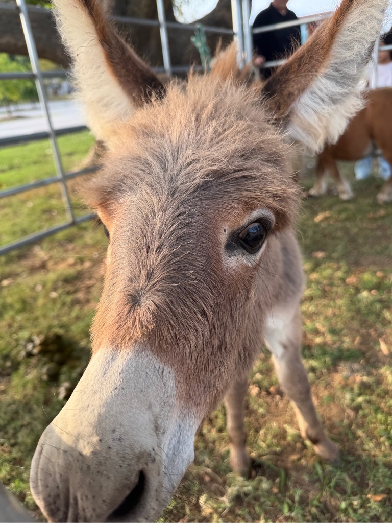 Donkey