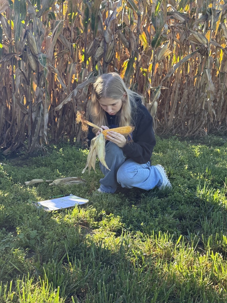 Person crouched in corn field, examining corn. Paper and corn husk on grass.