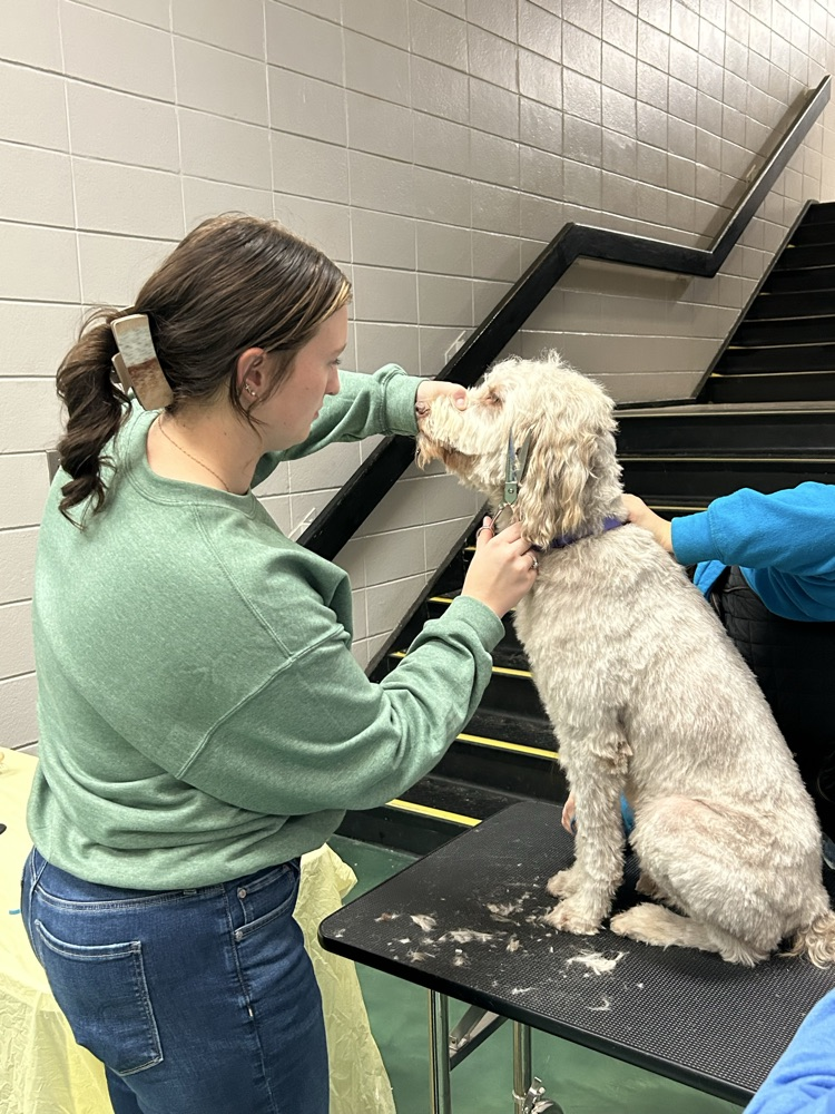 Musketeer Dog Grooming - Producing Perfectly Puffed Pups!