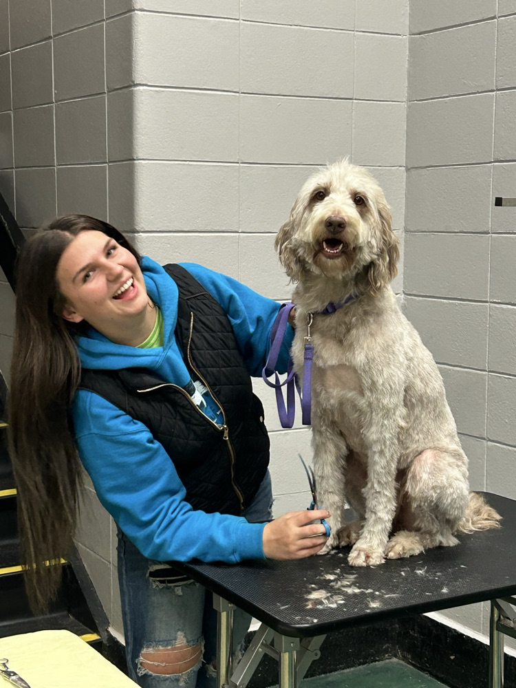 Musketeer Dog Grooming - Producing Perfectly Puffed Pups!
