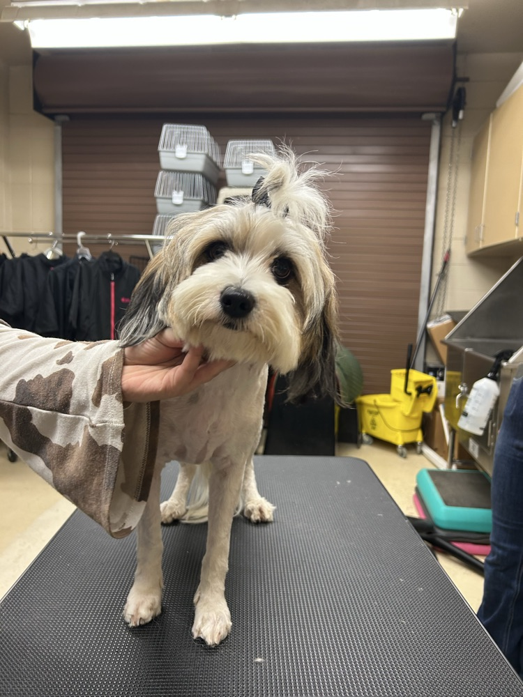 Musketeer Dog Grooming - Producing Perfectly Puffed Pups!