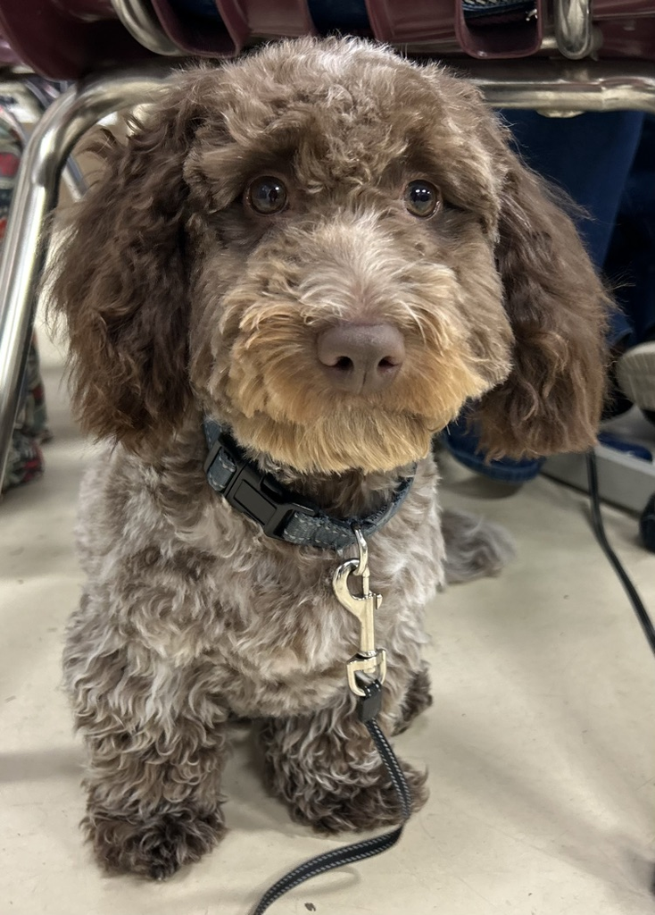 Musketeer Dog Grooming - Producing Perfectly Puffed Pups!