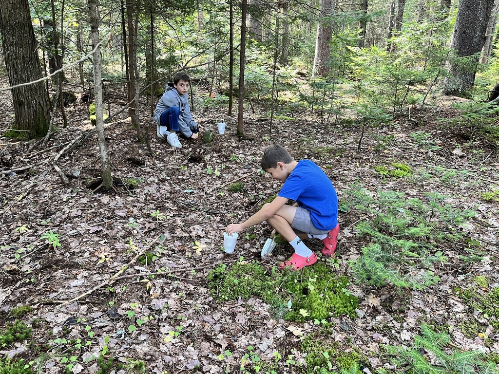 Maine's forest heritage.