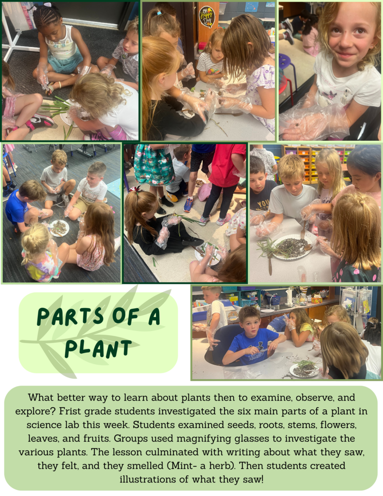 Parts of a Plant