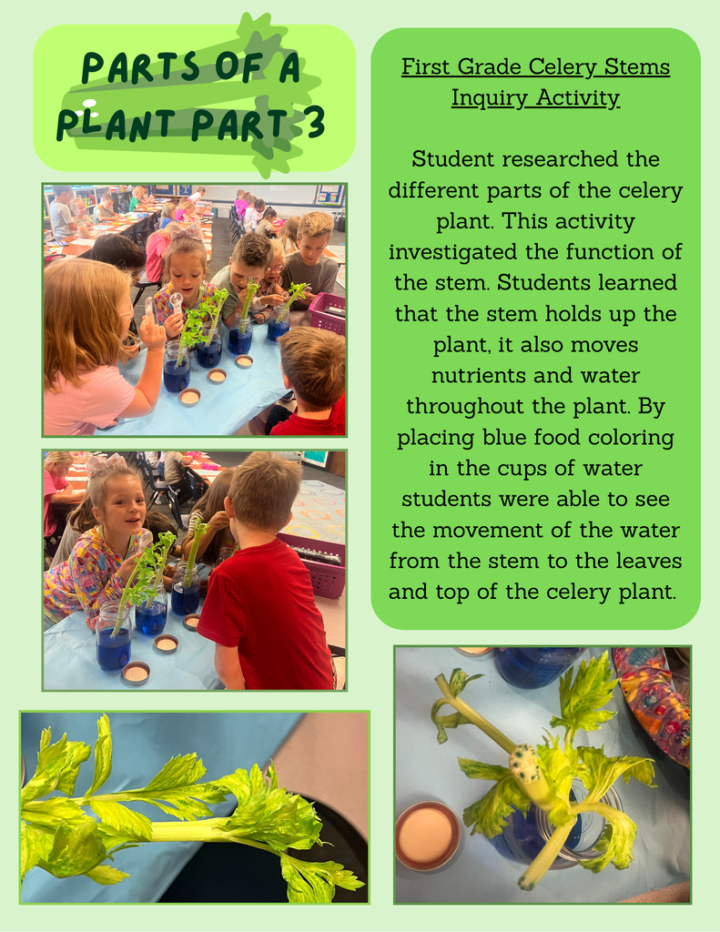 Parts of a Plant Part 3 - Celery!