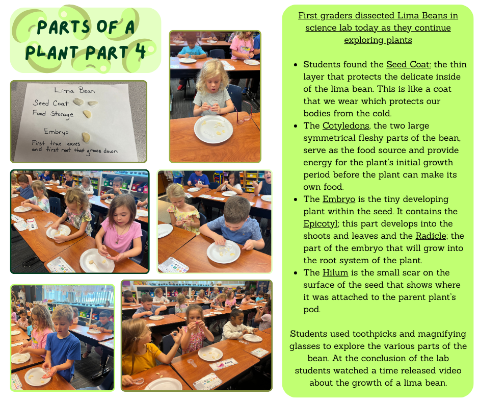 Parts of Plant part 4 - Lima Beans!
