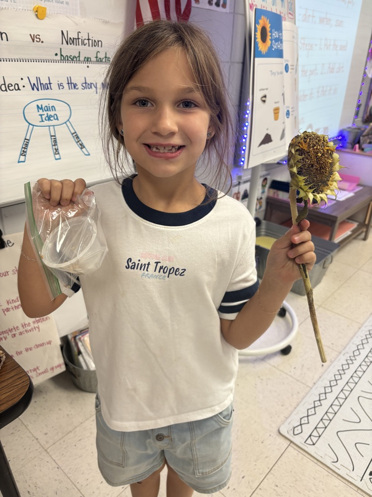 first grade doing informative writing about sunflowers 