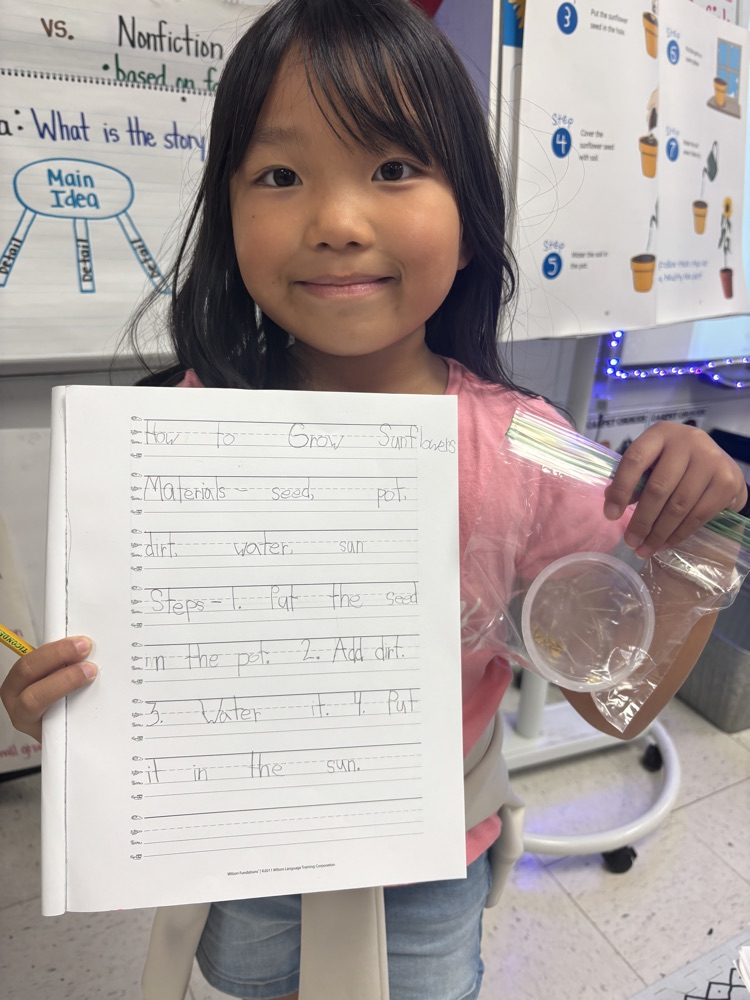 first grade doing informative writing about sunflowers 