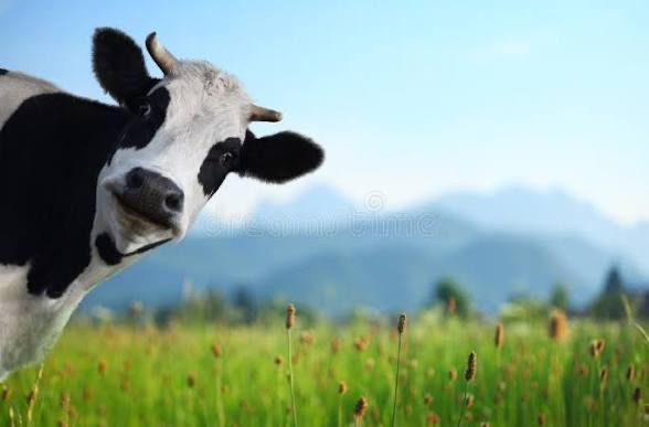 cow