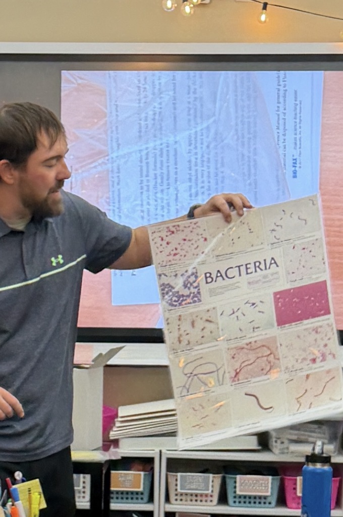 What does bacteria look like?