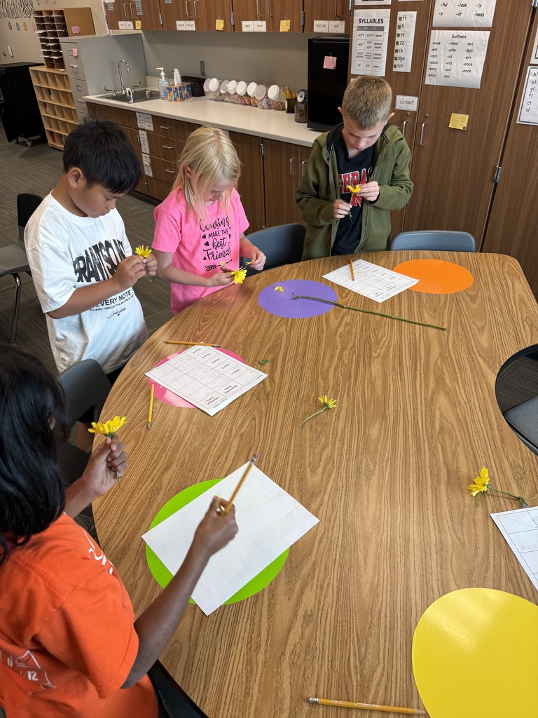 Four students working together at a table to count the number of petals on a daisy.