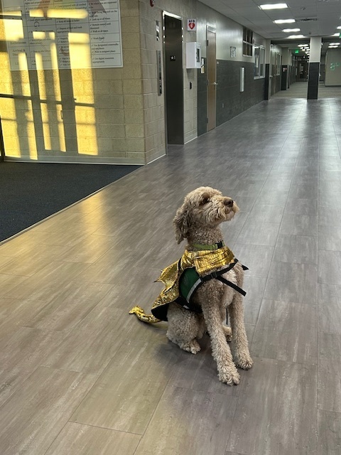 Photo of Charlie, the dog, dressed up as a dragon.