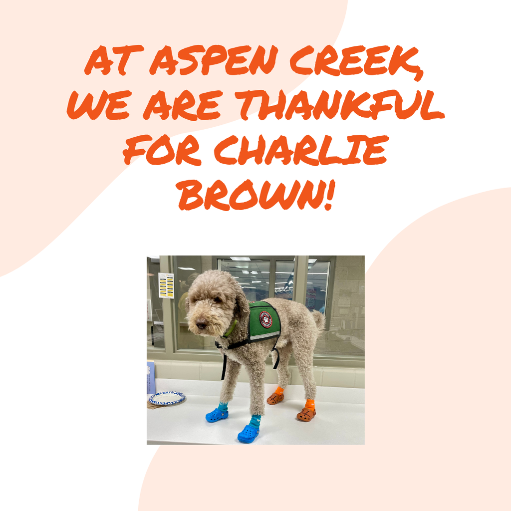 Graphic with text at the top stating: At Aspen Creek, we are thankful for Charlie Brown! Below that is picture of Charlie Brown, the dog, wearing his therapy vest and crocks and socks on his feet.