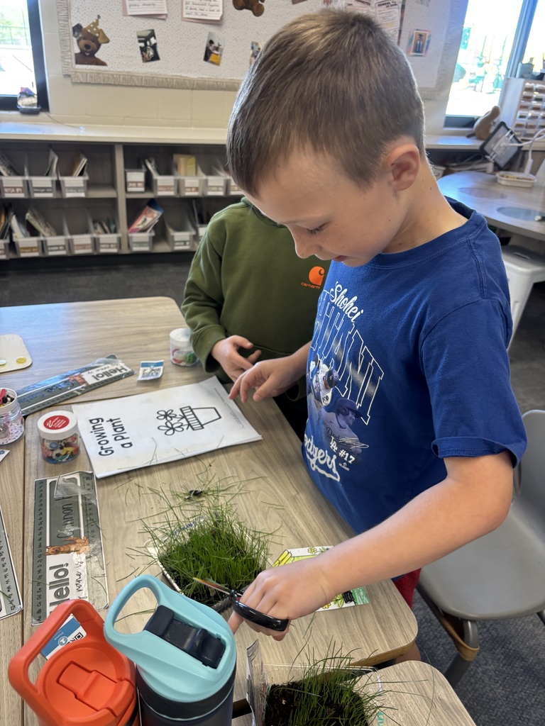 student cutting grass in their classroom with scissors.