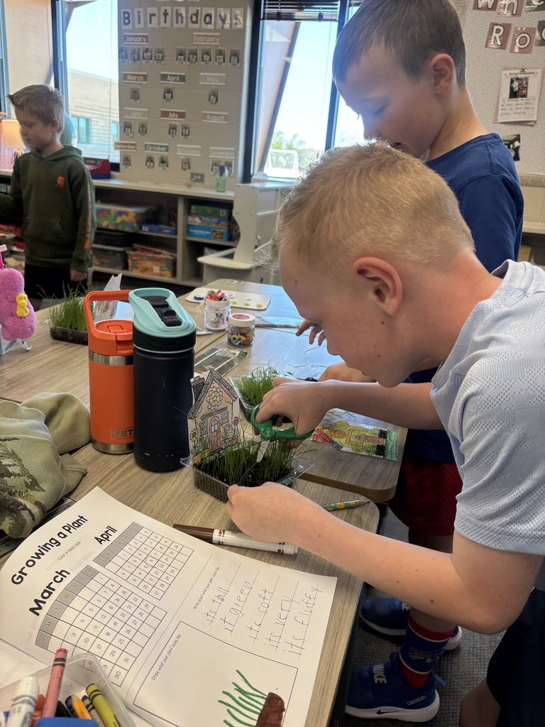 student cutting grass in their classroom with scissors.
