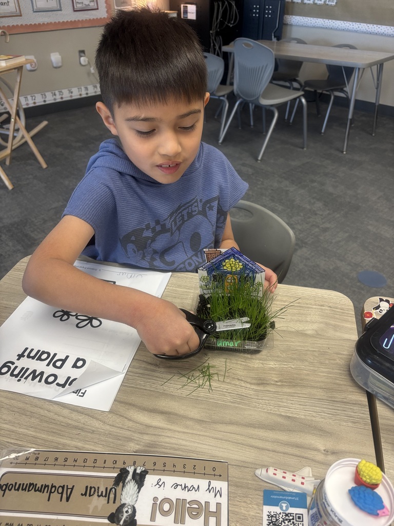 student cutting grass in their classroom with scissors.