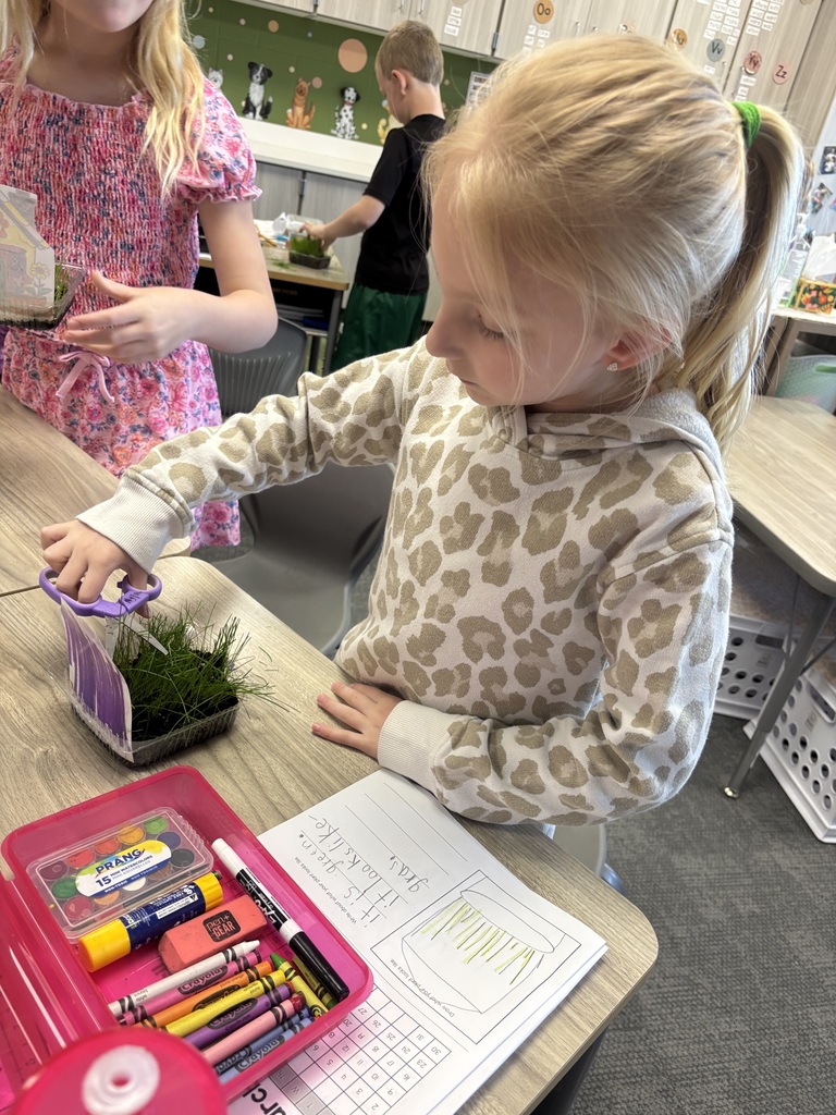 student cutting grass in their classroom with scissors.