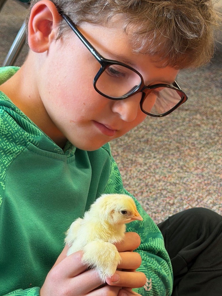 student holding and intently watching a chick