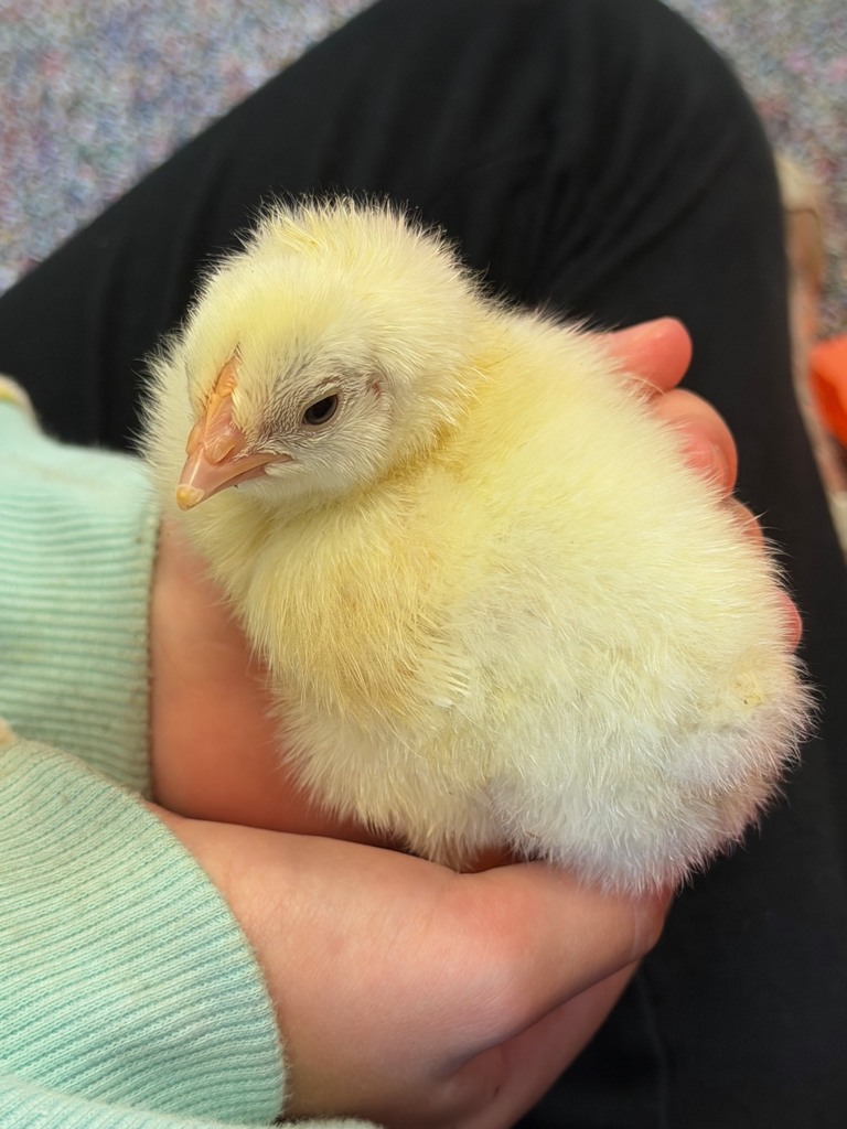 Up close picture of a chick
