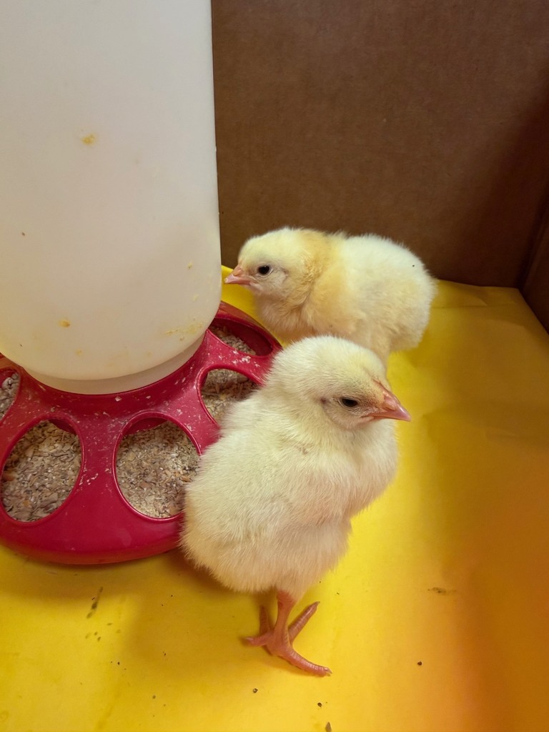 photo of chicks