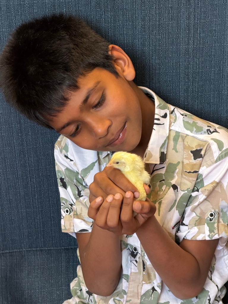 Photo of student looking at chick